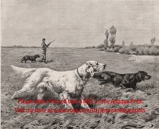 Dog Gordon English Setters Pointing, Curly Coated Retriever 1880s Antique Print