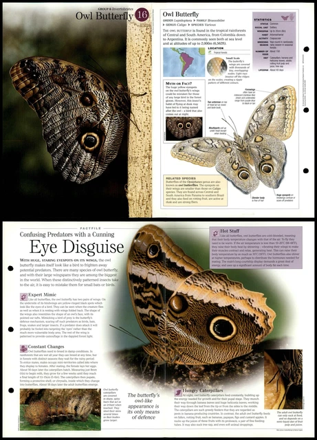 OWL BUTTERFLY #16 Invertebrates - Discovering Wildlife Fact File Fold ...