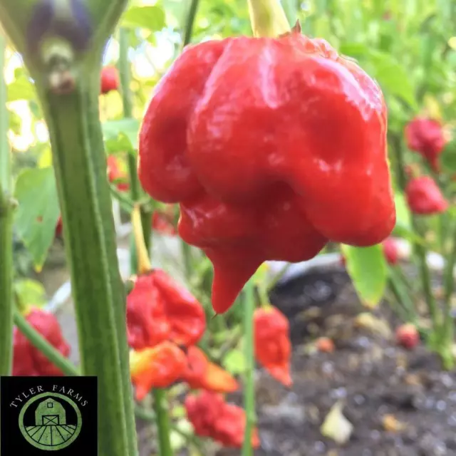 10+ Trinidad Scorpion Butch T Pepper Seeds (hot chili, chile)