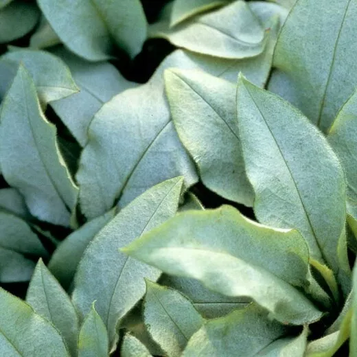 Pulmonaria 'Majeste' - Lungwort 9cm pot, low growing semi evergreen silver green