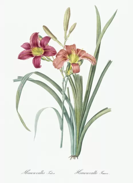 Orange Day Lily Les Liliacees by Pierre Joseph Redouté Print Repro