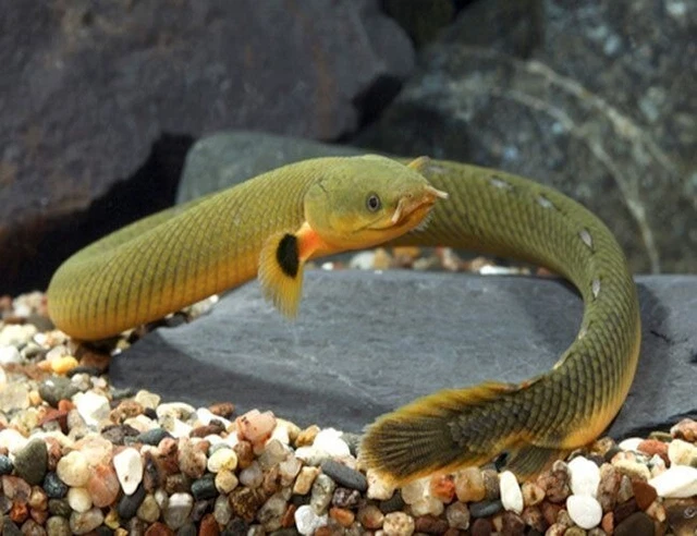 1 Live Juvenile Reedfish AKA Ropefish Premium Freshwater Tropical Fish Grade A++
