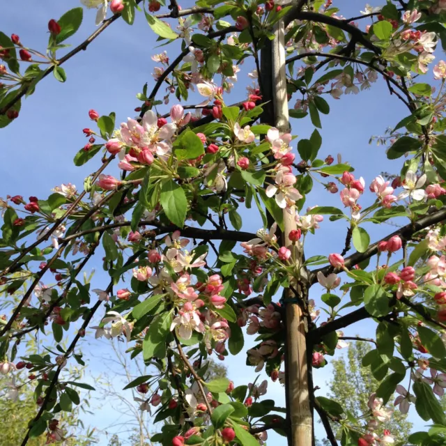 Malus floribunda (Japanese Crab Apple) - 6/8cm COLLECTION ONLY