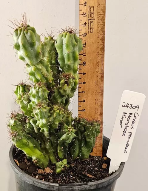 CEREUS PERUVIANUS MONSTROSUS "MINOR" Peruvian Apple  Cactus(15 cm H) (24309)