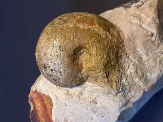 Ammonit Gräfenberg Franken Bayern Malm Fossilien Deko Fossilien