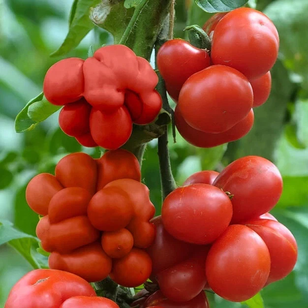 Graines biologiques Tomate Ananas - Planète Agrobio Graines biologiques Tomate Ananas - Planète Agrobio