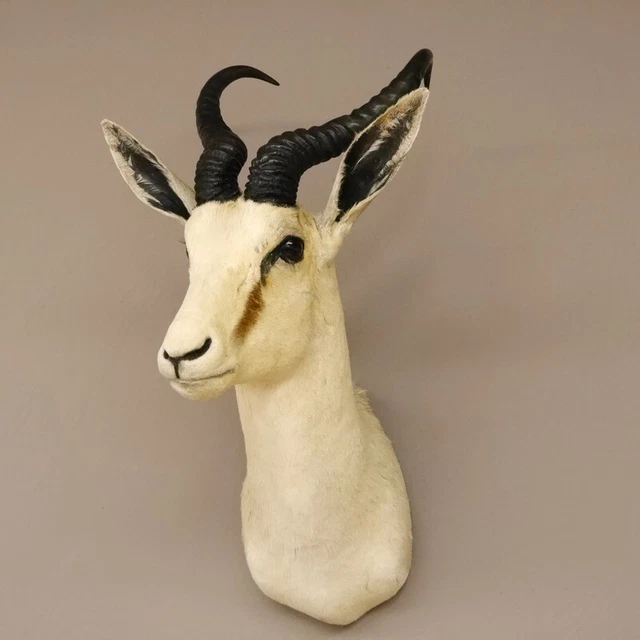 Gacela Antílope Cabeza Hombros Preparado Trofeo Taxidermy, Hl 39 CM Decoración