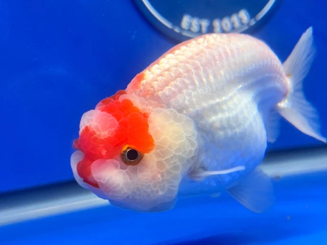 Live Fancy Goldfish Red White Ranchu 3.5- 4 inches (1115_02_RC02)