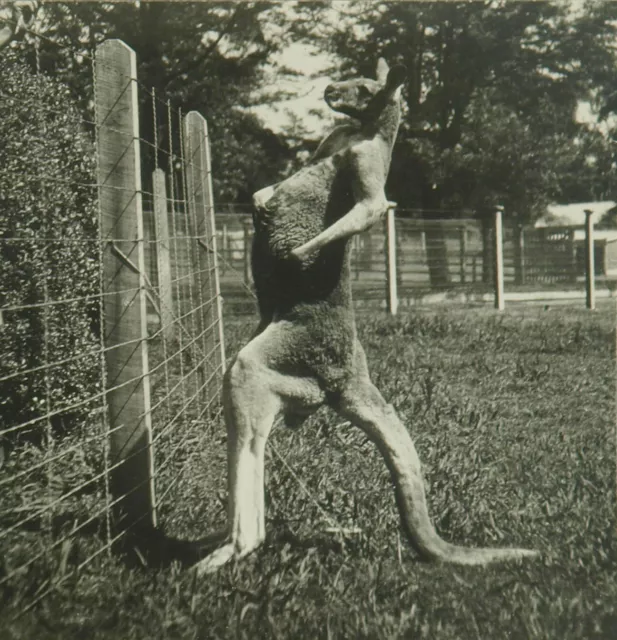 Square Top Keystone Stereoview of a Kangaroo in Melbourne, Australia K600 #1031