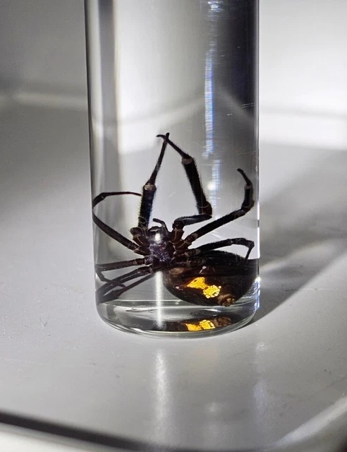 Wet Specimen, "LATRODECTUS HESPERUS" Western BLACK WIDOW PRESERVED SPIDER