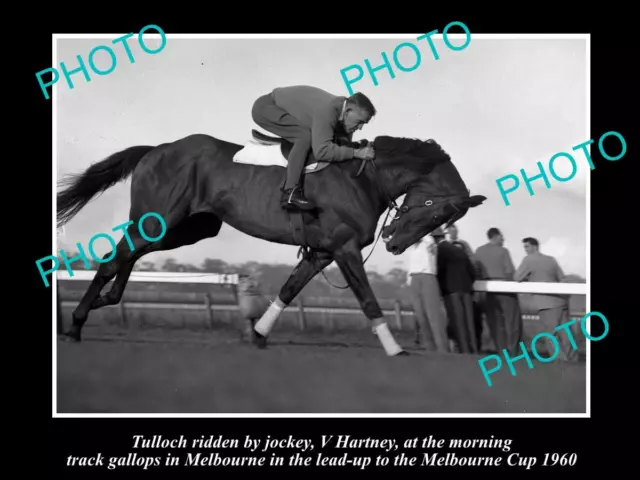 Old Historic Horse Racing Photo Of Tulloch Doing Track Work 1960 Melbourne Cup