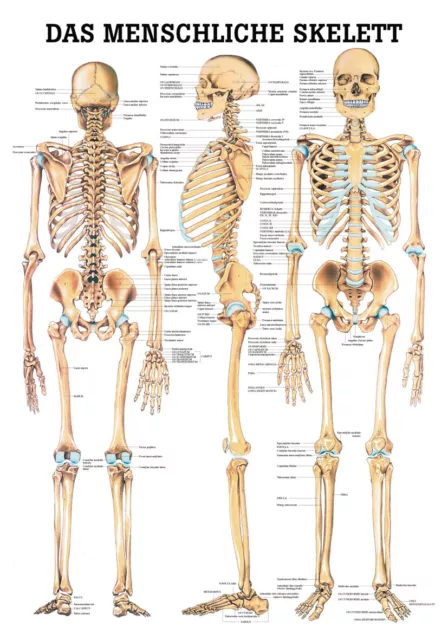 Das Menschliche Skelett von Rüdiger Anatomie