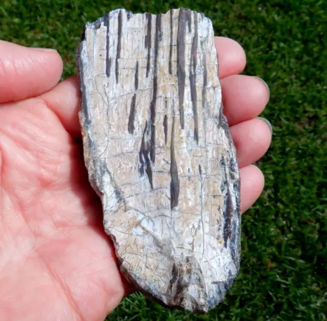 3.87" Fossil WOOLLY MAMMOTH TOOTH Pleistocene Ice Age Prehistoric Land Mammal 02