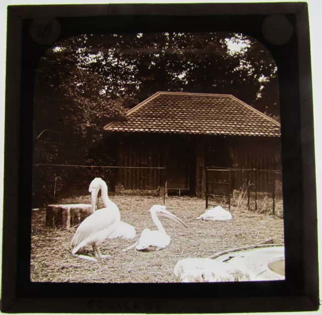 Glass Magic lantern slide PELICANS C1900 BIRD