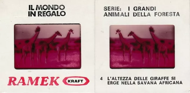 Diapositiva Formaggini Ramek Kraft - Serie I Grandi Animali Della Foresta N. 4