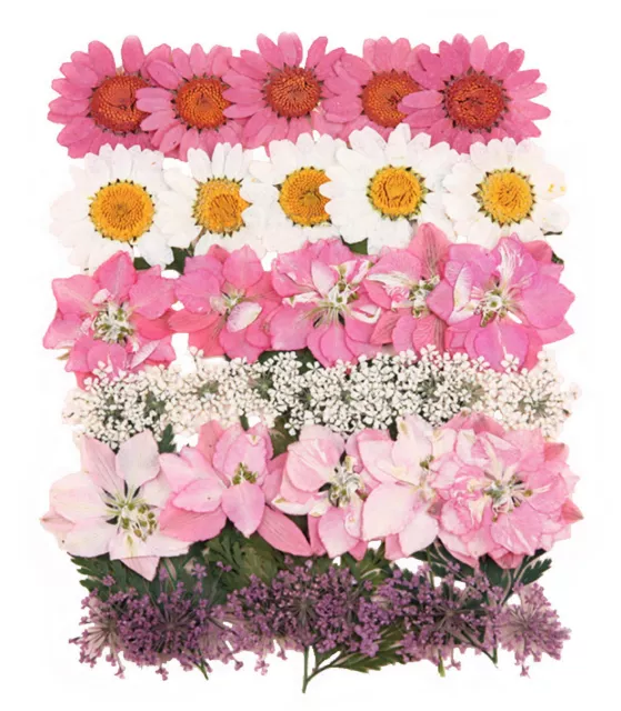 flores prensadas, margarita margarita, alondra, flores de encaje 6 colores, follaje