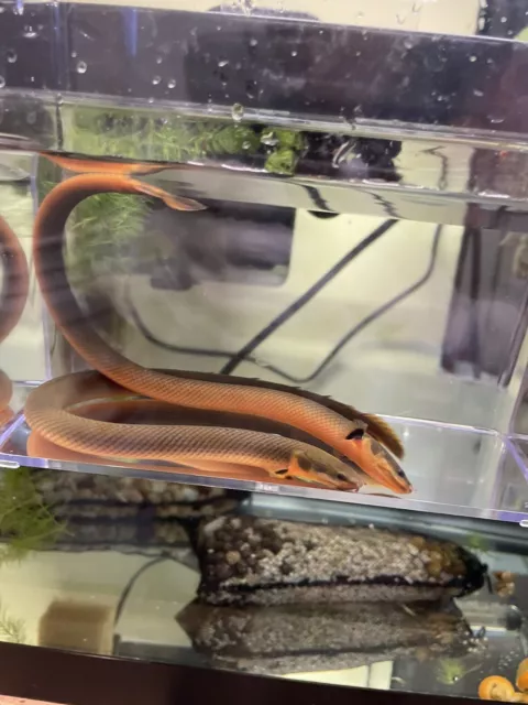 AFRICAN ROPEFISH live tropical aquarium fish bichir *PLS READ DESCR*