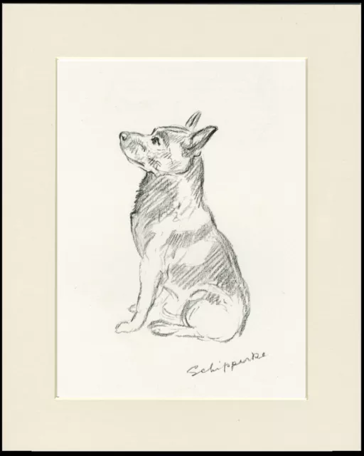 SCHIPPERKE OLD ORIGINAL 1937 MOUNTED DOG ART PRINT by LUCY DAWSON MAC