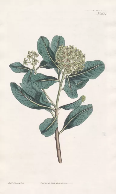 Pittosporum viridiflorum South Africa botany engraving Kupferstich Curtis 1684
