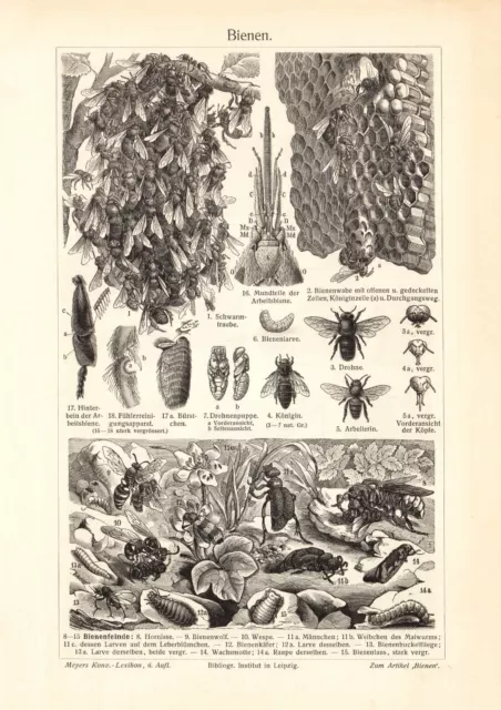 Bienen + Bienenzucht historischer Druck Holzstich ca. 1902 antike Bildtafel