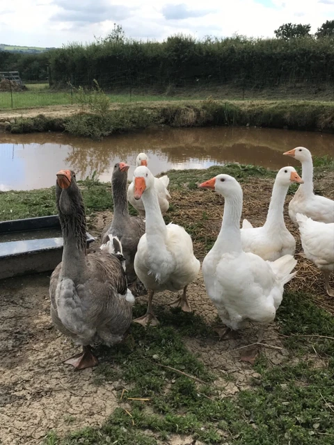 TOULOUSE / EMBDEN goose hatching eggs x4 £12.50 - PicClick UK