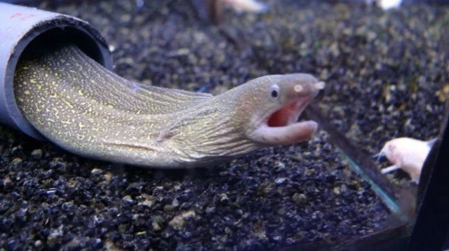 LARGE FRESH WATER Snowflake Eels 14” . Brackish fish.