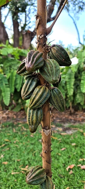 HERRANIA UMBRATICA SEEDLING Dwarf Chocolate 35.00 PicClick AU