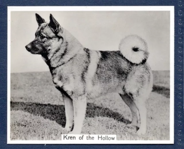 ELKHOUND- Original CHAMPION DOGS 1930s Photographic Cigarette Card