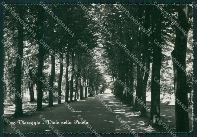 Lucca Viareggio Foto FG cartolina KV7990