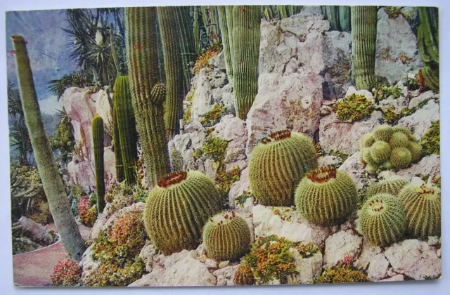 old postcard Jardin Exotique de Monaco