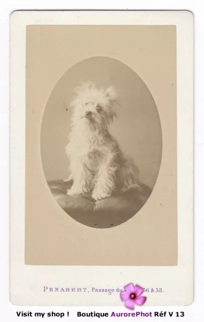 PETIT CHIEN CLAIR ASSIS EN POSE, DOG, ANIMAL, CDV PENABERT à PARIS 1870 -V13