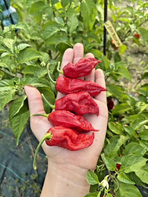 10 Semi Di Peperoncino Mutant Candlelight Cross 14 Guida Omaggio - Foto 7