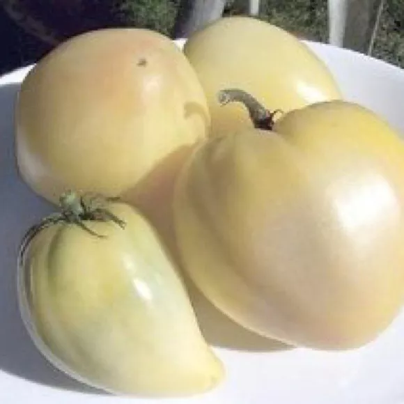 8 graines TOMATE COEUR DE BOEUF BLANC (Lyc. esc.)K68 WHITE OXHEART TOMATO SEEDS