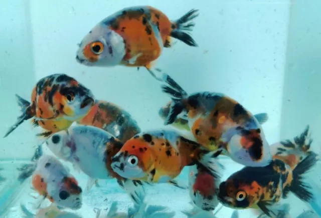 1 Calico Ranchu Goldfish (2-3") Live Fish for fish tank, koi pond