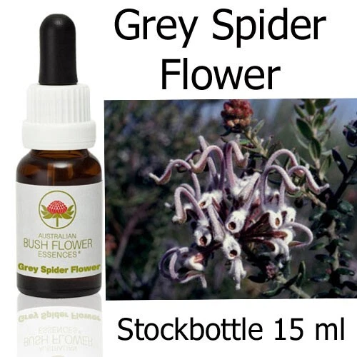 GREY SPIDER FLOWER Australian Bush Flower Essences fiori cespuglio australiani