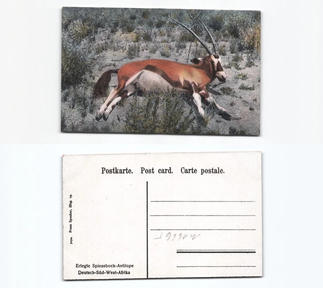 (n16665)   Ansichtskarte Spiessbockantilope Deutschsüdwestafrika, ungebrauc