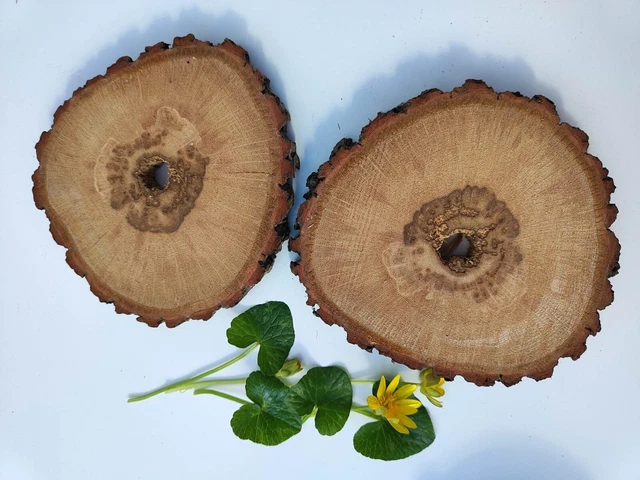 2 montañas rusas de madera de roble rebanadas tronco de madera rústica 5" bases de estatua corteza de musgo