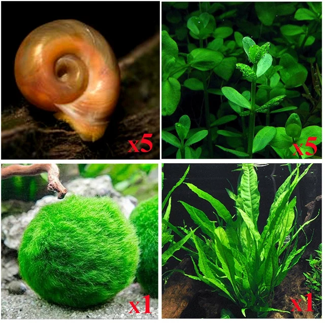 5+ ALGAE EATING Snails + 3 Types of Aquarium Plants (Java Fern Moss