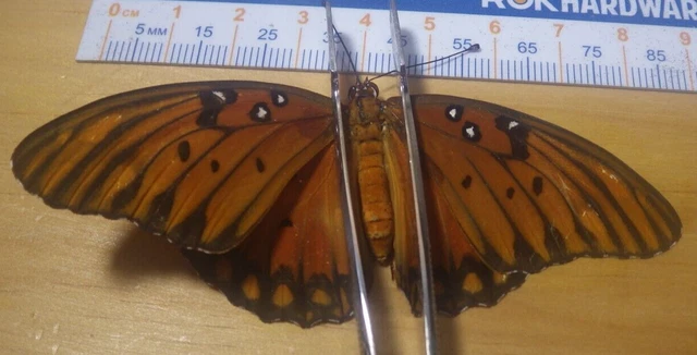 Gulf Fritillary Butterfly Agraulis vanillae Nymphalidae Lepidoptera SE TX F233