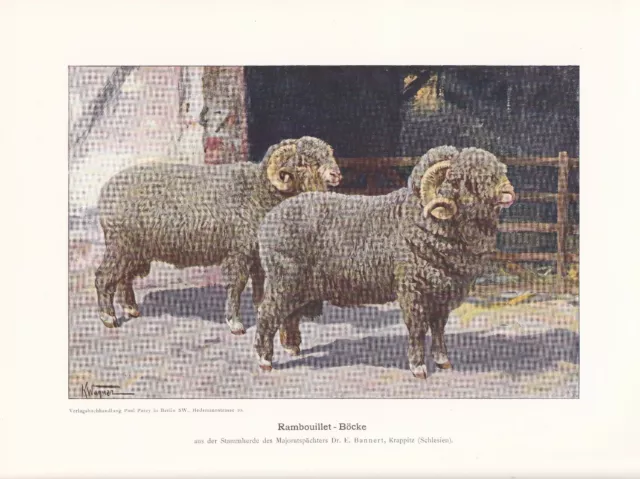 Rambouillet Schafe Schafzucht Farbdruck 1925 Reprint
