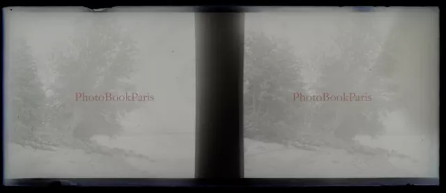 Landscape Tree c1930 Photo NEGATIVE Stereo Glass Plate Vintage V33L24n