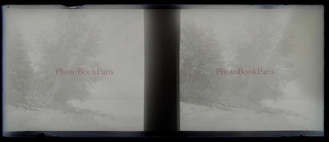 Paysage Arbre c1930 Photo NEGATIVE Plaque de verre Stereo Vintage V33L24n