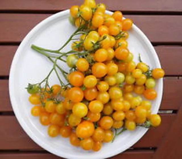 TOMATO ILDI (50 SEEDS) Yellow grape Tomato!