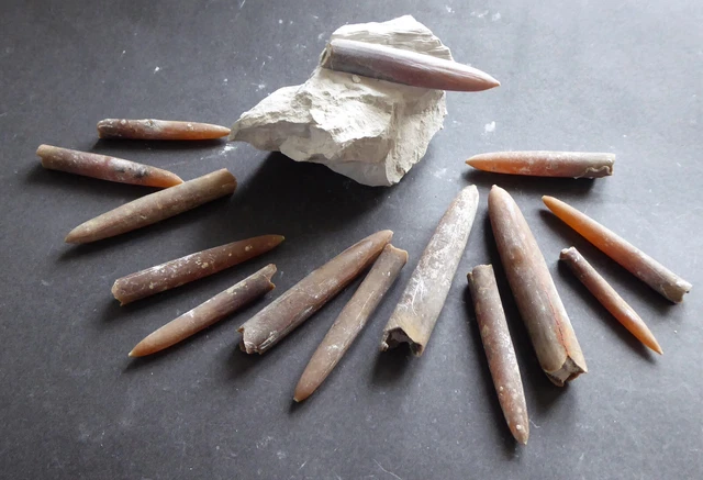 SAMMLUNG BELEMNITEN GONIOTEUTHIS quadrata 1x auf Matrix OberKreide von