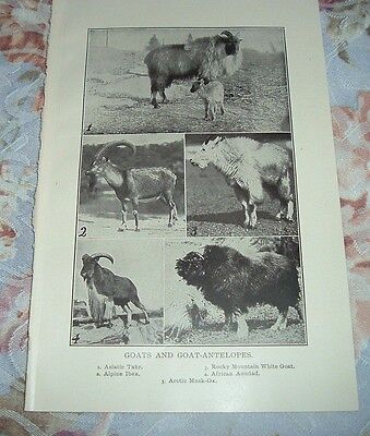 1919 GOATS & ANTELOPES Asiatic Tahr Alpine Ibex African Aoudad Musk-Ox Print