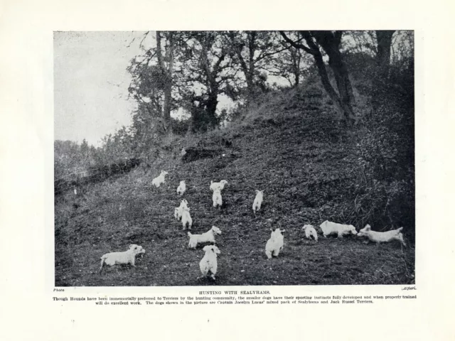 Sealyham Terrier Old 1934 Dog Print Sealyham & Jack Russel Pack Hunting