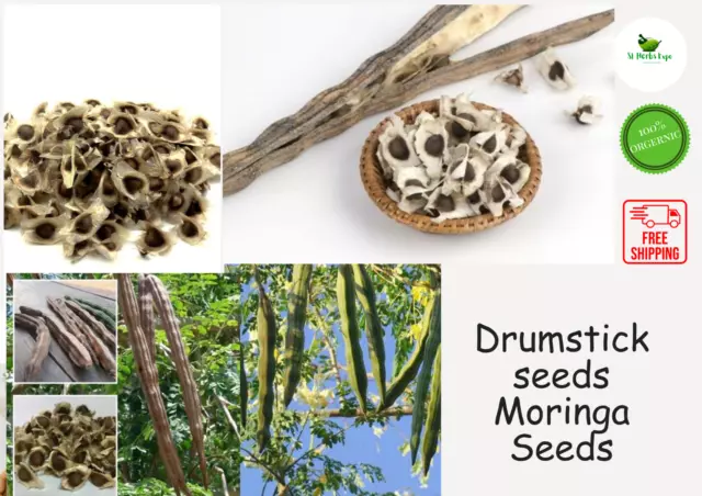 Moringa Seeds, Moringa Oleifera, Viable, Miracle Tree, Drumstick, 10 /30 ceylon