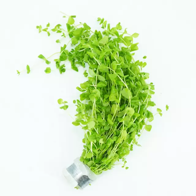 Giant Baby Tears Micranthemum Bundle Live Aquarium Plants Decoration Freshwater