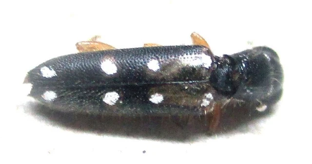 M004 PA : Cleridae: Callimerus species? 9mm******************************