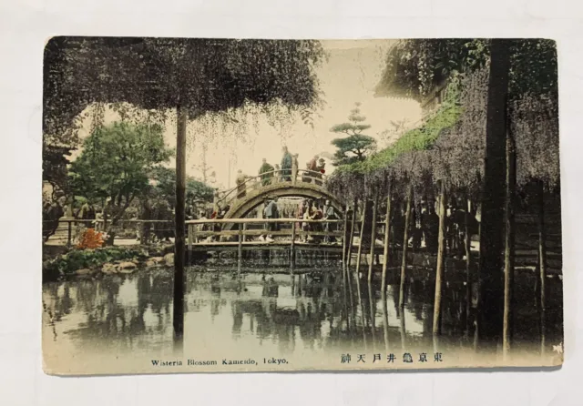 Wisteria Blossom Kameido, Tokyo Beautiful Hand Tint Color Vintage Postcard